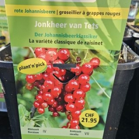 Johannisbeere 2026-02-24 15.12.